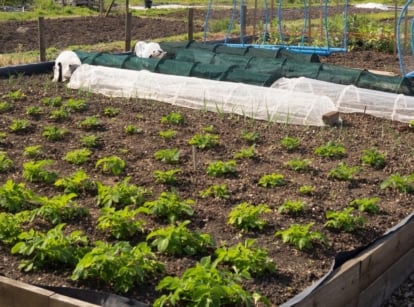 A shot of a garden bed with several crops planted in rows that showcases succession planting vegetables