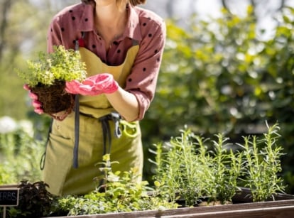 A shot of a person in the process of inspecting aromatic plants, showcasing how to build a beginner herb garden