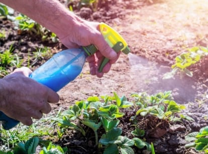 A shot of a person in the process of spraying copper fungicide
