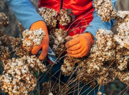 A shot of a person in the process of trimming off diseased and wilted flowers that showcases hydrangea diseases