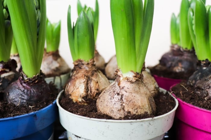 A shot of bulbous plants in different multicolored pots that may be on of bulb planting mistakes