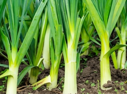 A shot of developing green crops that shows how to grow leeks