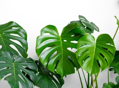 A shot of leaves of monstera varieties