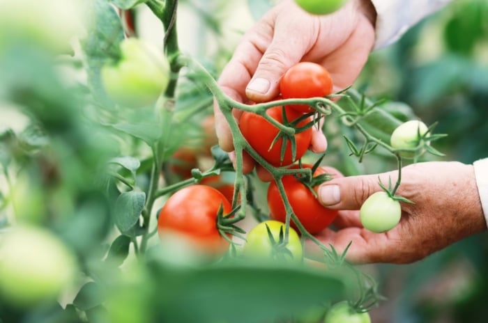 A shot of mealy garden tomatoes, with a person using two hands to hold the red and round crops with green foliage in the background