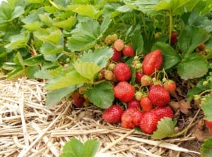 A shot of red ripe fruits and their leaves placed on a ground with amendment, showcasing mulch strawberry patch