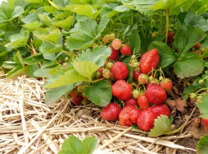 A shot of red ripe fruits and their leaves placed on a ground with amendment, showcasing mulch strawberry patch