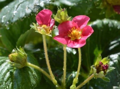 A shot of several developing blooms of a fruit-bearing plant, showcasing strawberry pink flowers