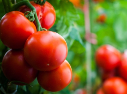 A shot of several red and ripe fruits on a vine, showcasing how to grow tomatoes organically