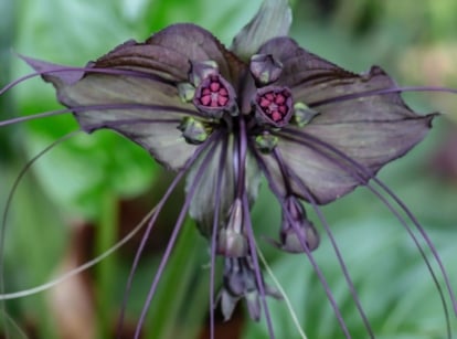 A focused shot of a black bat flower, one of the creepy halloween houseplants