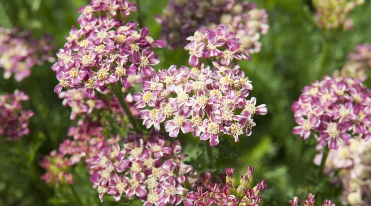 Achillea Desert Eve Deep Rose