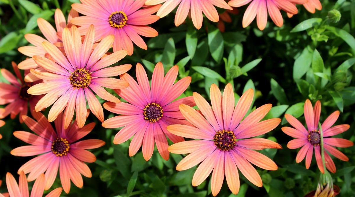 African Daisy