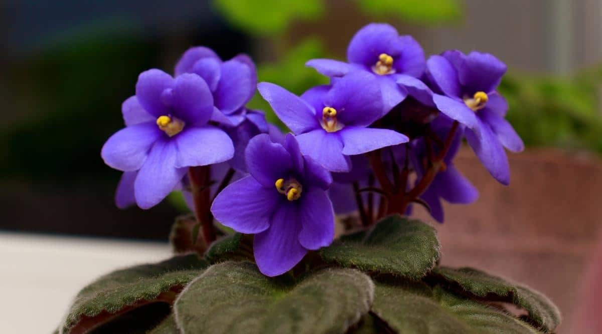African Violets