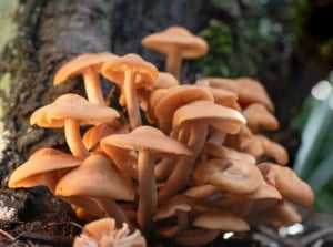 A group of light orange, Agaricus bisporus, clumped together, growing at the bottom of a tree.