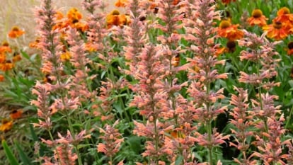 This plant displays tall spikes of orange to coral-colored tubular flowers with aromatic leaves, and has a robust, upright growth habit.