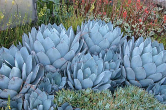 Agave parryi