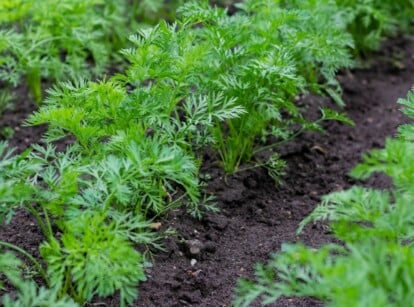 Agricultural field where a large number of carrots