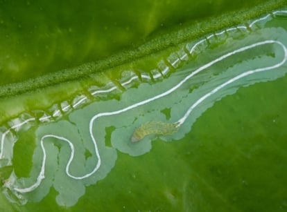 A close-up of intricate winding trails left by Agromyzidae larvae etched into the surface of a bright green leaf.