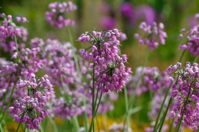Multiple purple nodding onion flowers sway gently, a testament to nature's artistry. Their slender, resilient stems stand tall, offering a striking contrast to the delicate beauty of the blossoms they proudly bear.