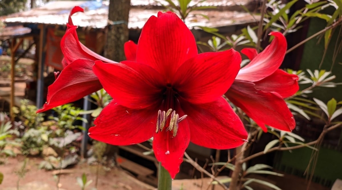 Amaryllis