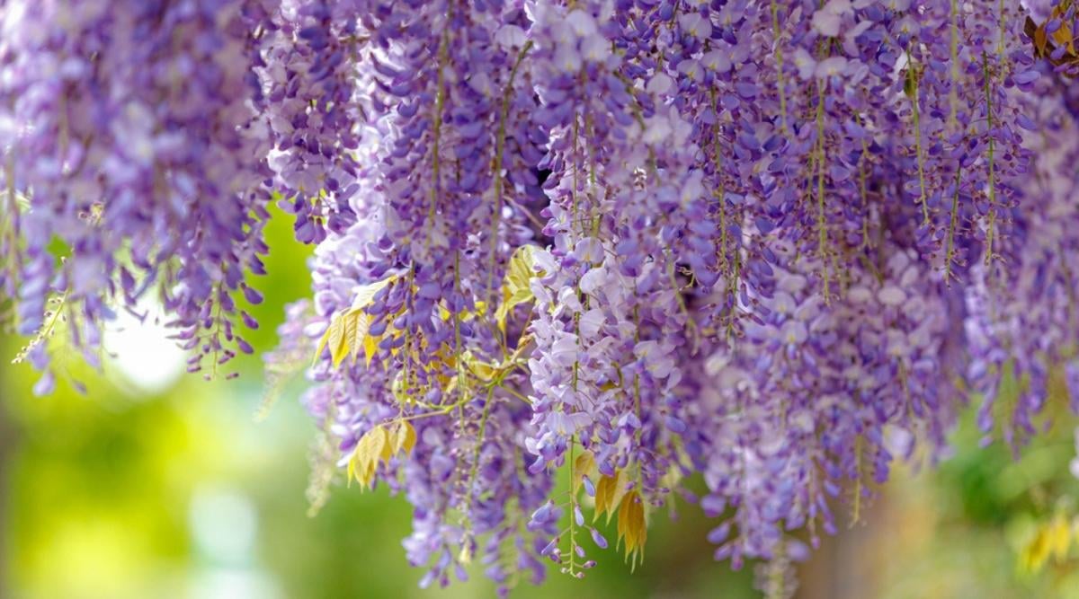 American Wisteria