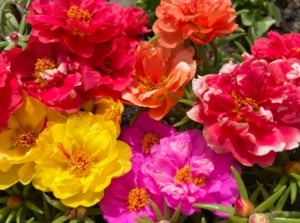 An overhead and close-up shot of a small composition of vibrant colored blooms and green foliage, showcasing no water flowers