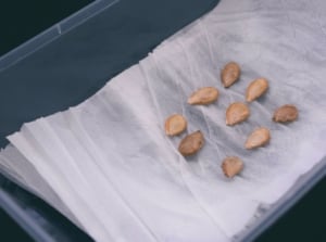 seeds in moist paper towel