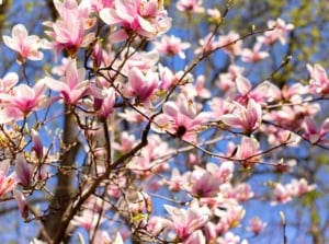 Close-up of a flowering Magnolia tree - one of the famous ancient plants. Magnolia is characterized by saucer-shaped blossoms of a delicate pink hue that appear in clusters at the tips of branches before the emergence of their glossy, dark green leaves.