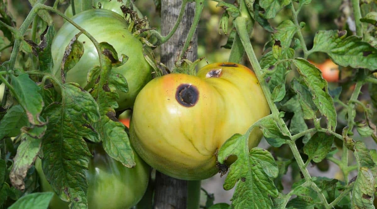 Vegetable With Fungal Disease on a Vine