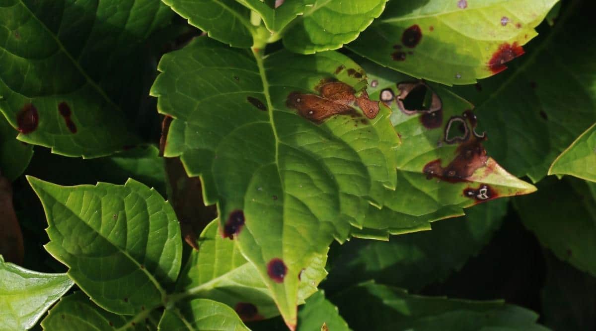 Anthracnose spots on green leaves