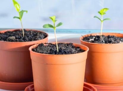 Three apple tree seedlings grew from seeds with smooth, oval-shaped green leaves sprouting from fresh soil in terracotta pots on a sunny windowsill.