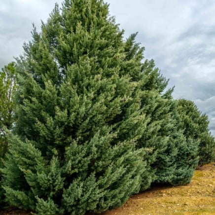Arizona Cypress - Carolina Sapphire