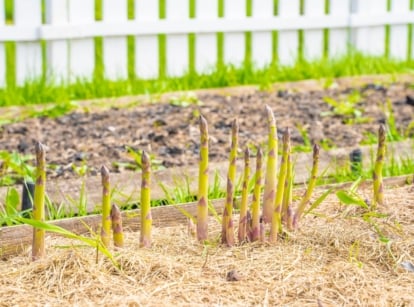 Asparagus growing on wooden raised beds mulched with dry straw in a sunny garden.