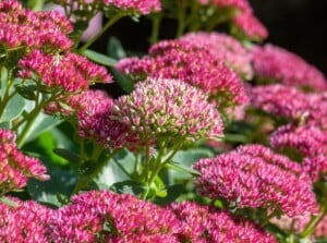 Close-up of Autumn Joy Sedum plants in bloom in a sunny garden. Autumn Joy Sedum is a striking perennial plant with thick, fleshy, blue-green leaves that form dense mounds. The plant produces flat clusters of tiny, star-shaped flowers ranging from pale pink to deep pink.