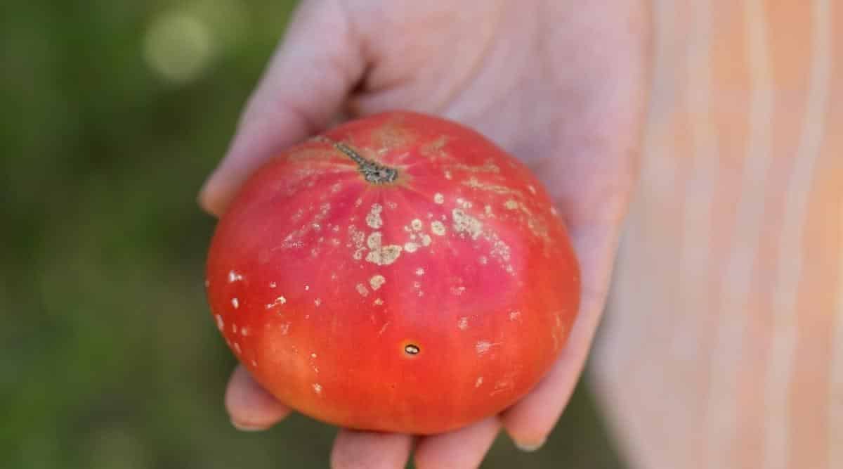 Gardener Holding Red Fruit With Small Yellow-Brown Spots