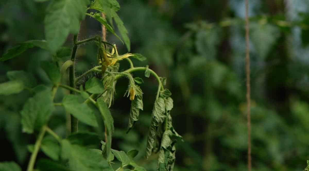 Vegetable Plant With Wilting Leaves