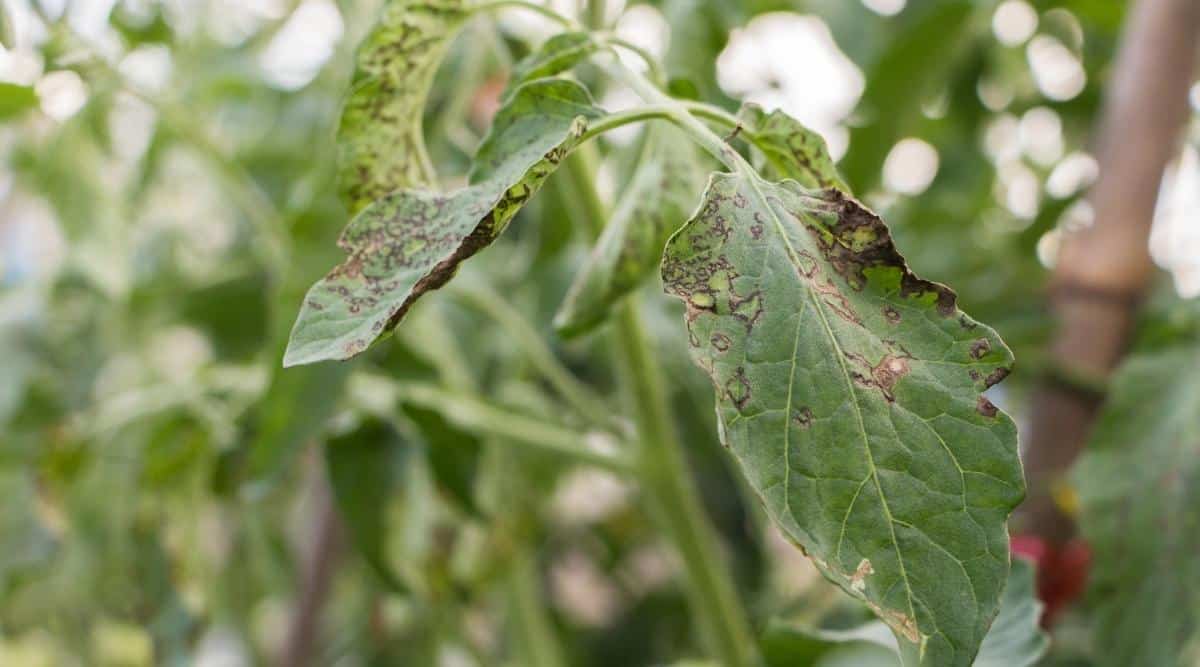 Vegetable Leaves With Bacterial Infection