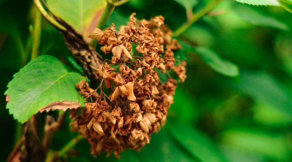 Bacterial Wilt on hydrangea flower