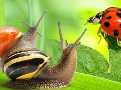 Snails and ladybugs on green leaf in the garden.
