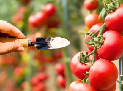 A woman's hand applies baking soda using a small garden trowel to ripe clusters of bright red, round, glossy-skinned tomatoes hanging from a vertical stem in the garden.