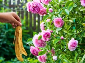 A woman's hand holds a banana peel next to a lushly blooming rose bush featuring lush, double, soft pink flowers among green, jagged foliage.
