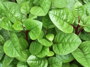 A close-up of Basella alba with round, glossy, bright green leaves and thick, fleshy stems.