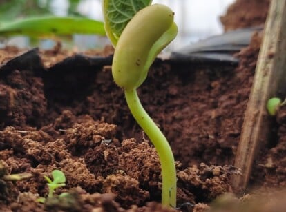 A close-up displays a green bean seedling emerging from rich brown soil, symbolizing growth and vitality in nature. The seed's outer shell splits open, revealing the tender sprout beginning its journey towards the sunlight.