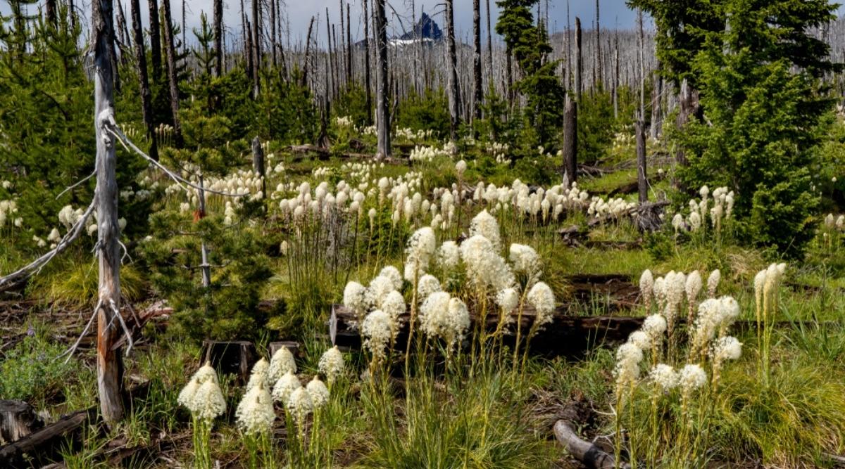 Bear Grass