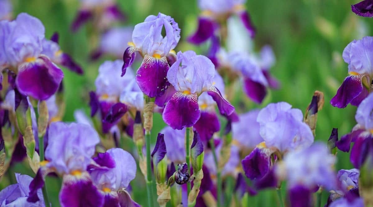 Bearded Irises