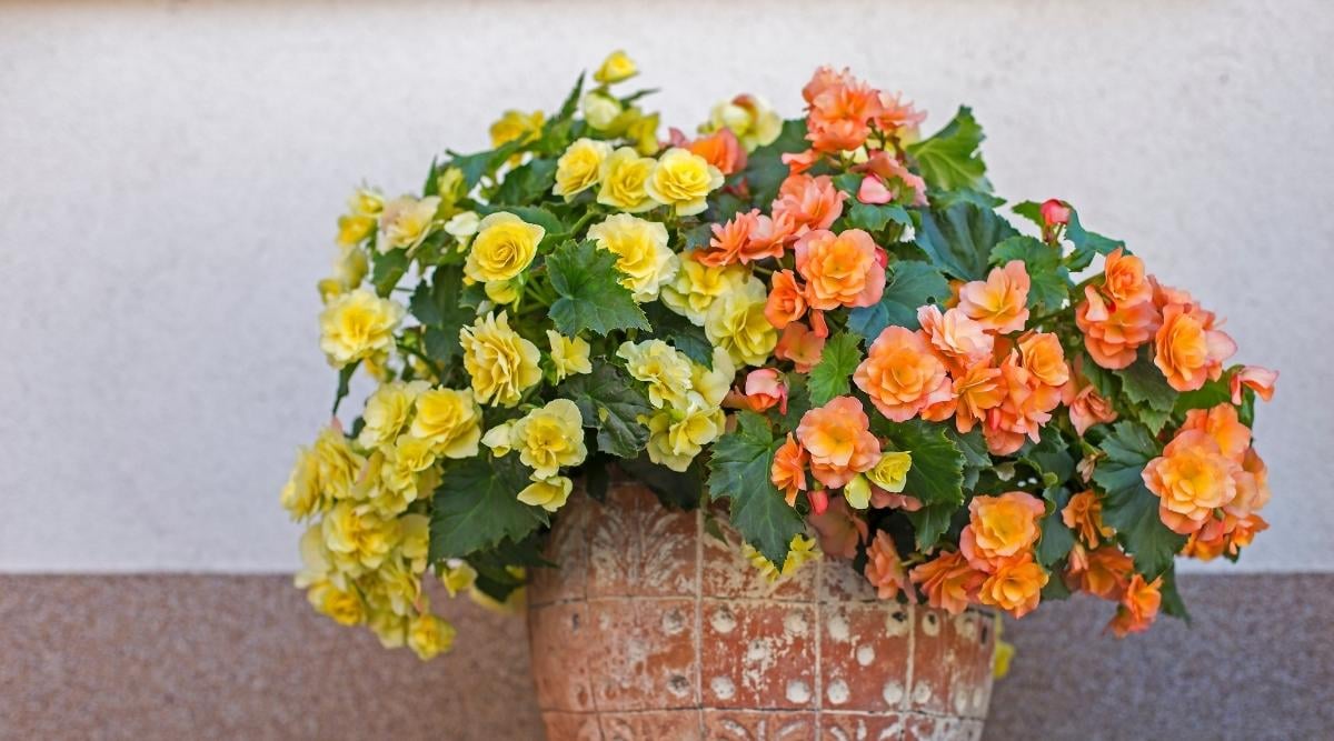 Begonias