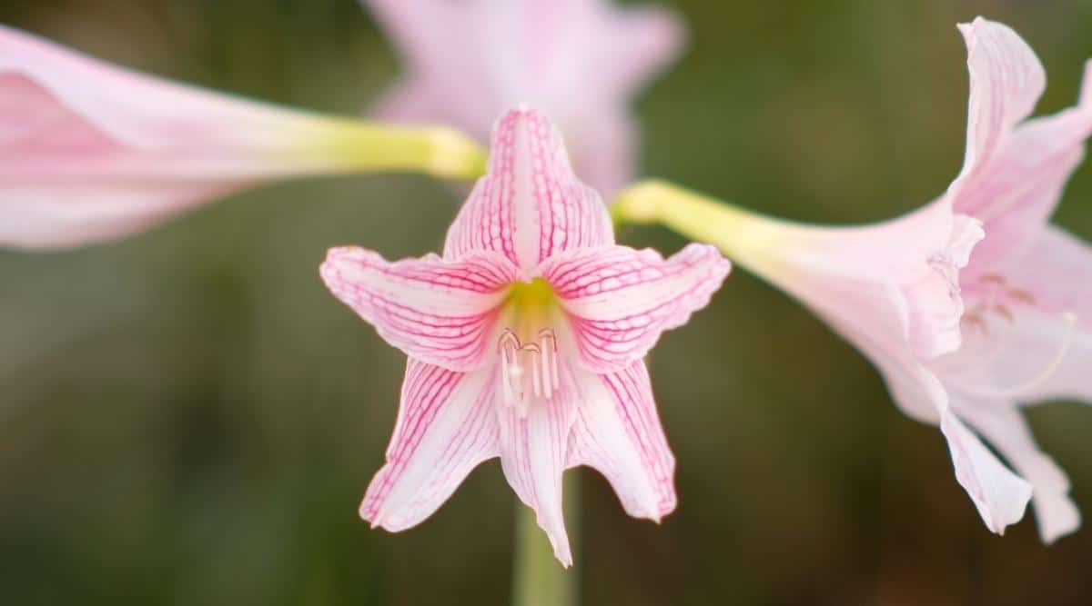 Belladonna Lily
