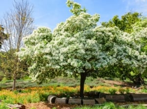 The best blooming tree with airy clusters of slender, fringe-like white petals cascading from branches covered in soft green leaves in a blooming small yard.