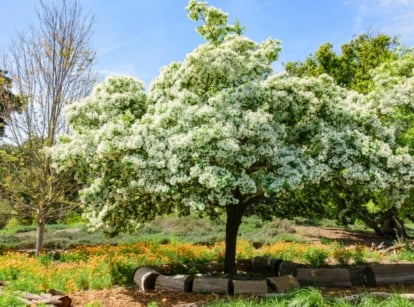 The best blooming tree with airy clusters of slender, fringe-like white petals cascading from branches covered in soft green leaves in a blooming small yard.