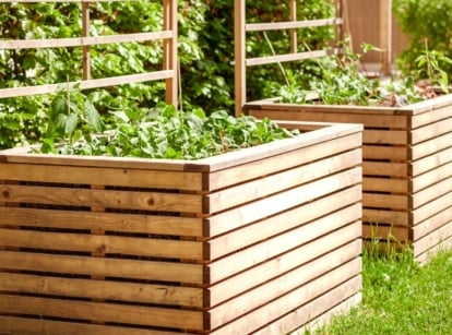 Best wood raised beds. Close-up of two raised beds in a sunny garden. Raised beds are made of wooden, smooth planks in a light shade. Cucumber and radish plants grow in the garden bed.