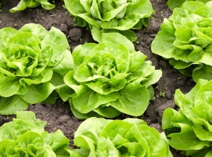 A bed with rows of growing bibb lettuce plants with soft, bright green leaves forming compact, rounded heads with gently ruffled edges and a smooth, tender texture.